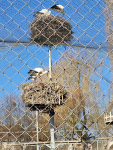 Abri à cigogne photo