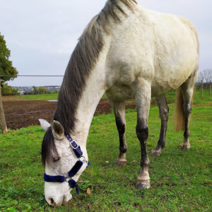 ALLONES EQUITATION photo