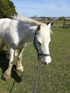 Allonnes Equitation photo