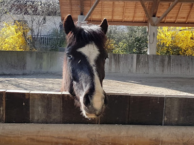 Association Cheval Loisirs de Sevrier - La Cavale photo
