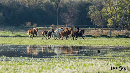 Aur'horse équitation photo