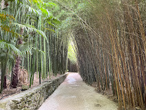 Bambousaie de la Roque-Gageac photo