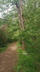 Bois de la Guignardière photo