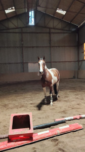 Centre Equestre Chapelle Riboul photo