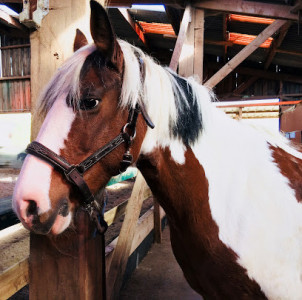 Centre Equestre de Drocourt - Ecole d'équitation Cheval Poney - Pension photo