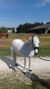 Centre Equestre de l'Odyssée photo