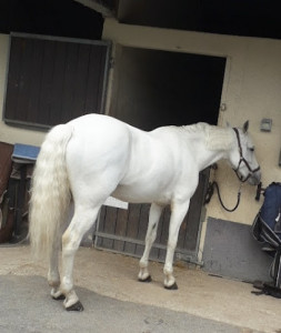 Centre Equestre de Saint-Leu photo