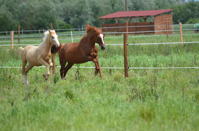 Centre equestre de Shamence photo