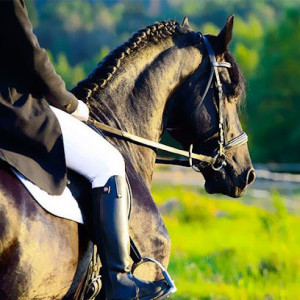 CENTRE EQUESTRE DES COSTIERES photo