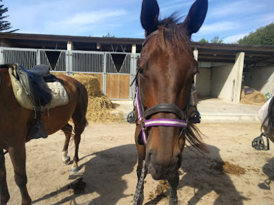 Centre Equestre des Dunes Erdeven photo