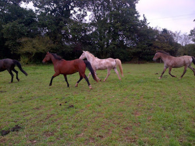 Centre Equestre du Cranou photo