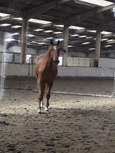 Centre Equestre Le Comte photo