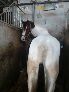 Centre Equestre l'Etalon photo
