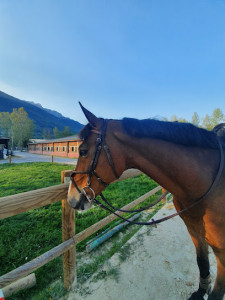 Centre Equestre Richard S. photo