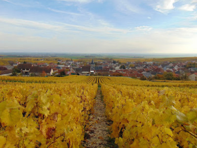 Champagne Arnaud Beaufort et Fils photo