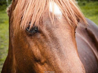 Chanou Patrick Centre equestre de Montfort photo
