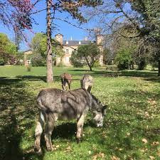 Château de Bergues ferme pédagogique, accueil de groupes, découverte des animaux photo