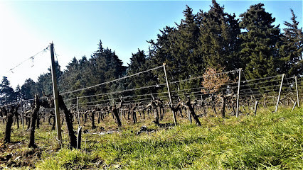 Château Saint Pierre d'Escarvaillac photo