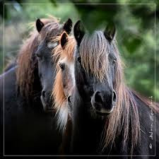 Cheval photo