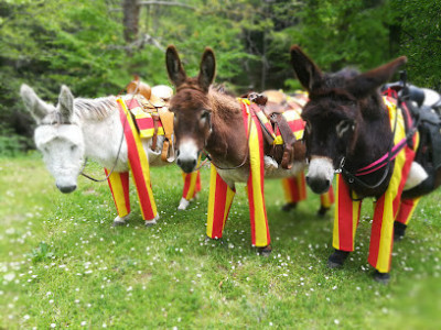 cheval loisirs pleine nature photo