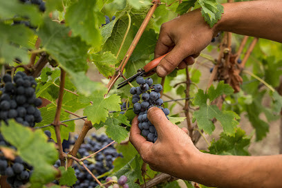 Domaine Cocteaux Amélie et Franck photo