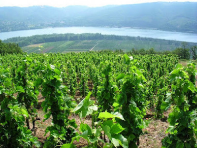 Domaine du Château Vieux photo
