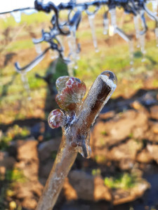 Domaine du Tillou - Arnaud FLORENT et Pascal BRUNET photo