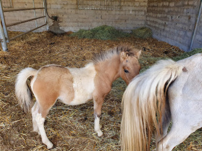 Domaine Equestre Des Pialoux photo