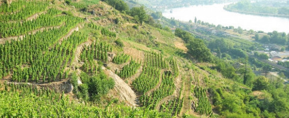 Domaine François Villard photo