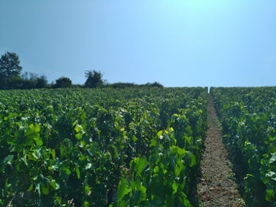 Domaine Perrette photo