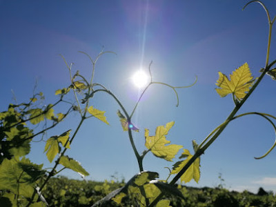 Domaine RousdeLlaro photo