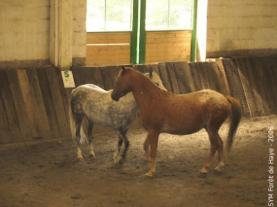 Ecole D Equitation Du Parc de la Haye photo