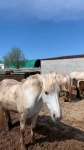 Ecole d'Equitation Saint-Pierre photo