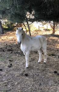 Ecole Equitation Haute Corse photo