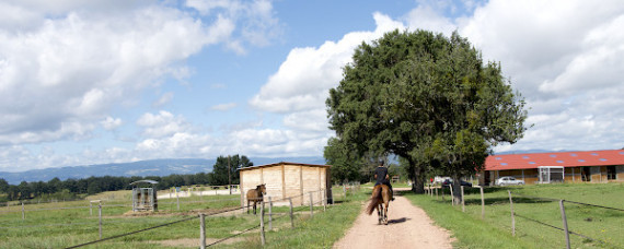 Ecurie Elevage de Boyer | Roanne / Nandax photo