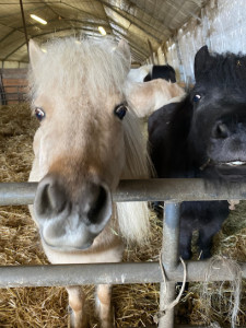 Ecurie Et Poney Club Des Bois photo