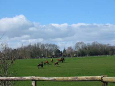 Ecurie Les Grainvilleries. centre equestre, pensions pour chevaux photo