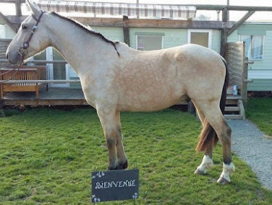 ECURIES FRED BEAUJEU - CHEVAUX SPORT CSO photo