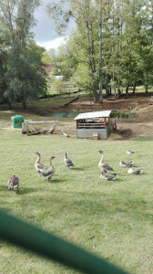 Enclos de chèvre photo