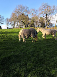 Ferme Equestre de Coat Maudez EARL photo