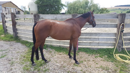 Ferme Equestre du Paquis photo