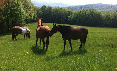 Ferme Equestre Les Chênes photo