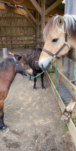 Ferme Equestre Les Korrigans photo