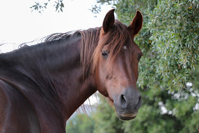 Fior di Lezza Ferme Equestre Balades et baignades à cheval en Corse - Cupabia et photo