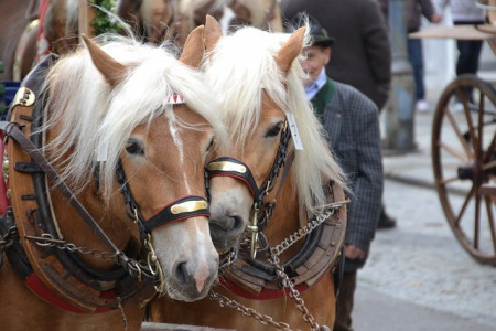 Foire aux chevaux, ânes et poneys photo
