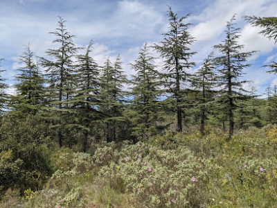 Forêt Communale de Aumes photo