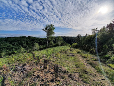 foret communale d'Hasparren photo