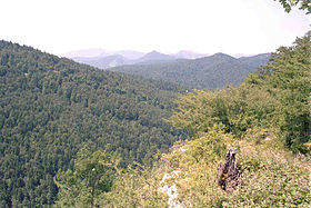 Forêt d'Irati photo