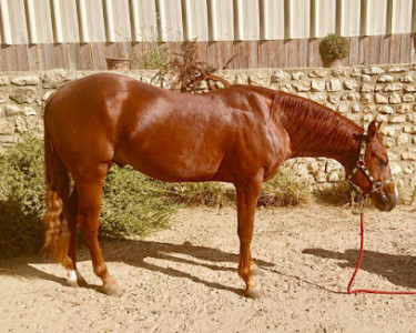 Gb Quarter Horses , Gregory Legrand photo