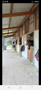 haras de castille photo